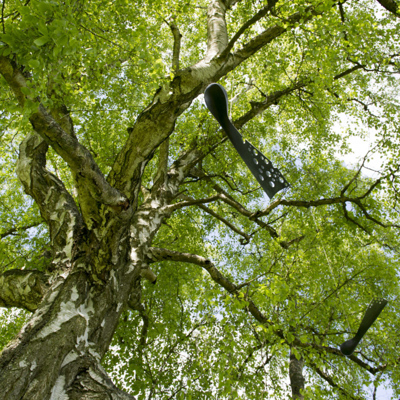 Large and Small sycamore buds image