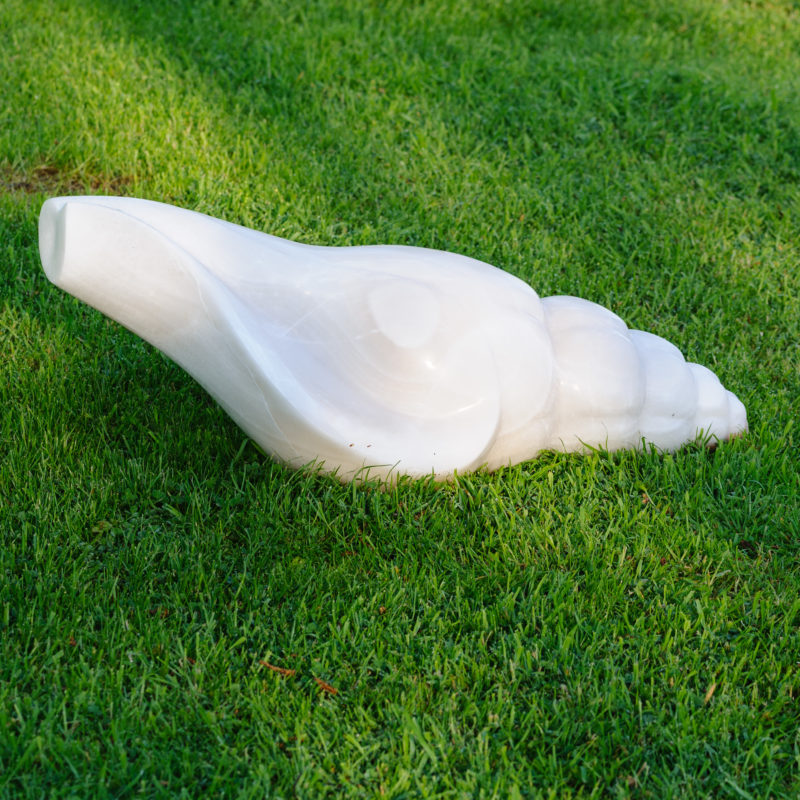 Horse Conch image