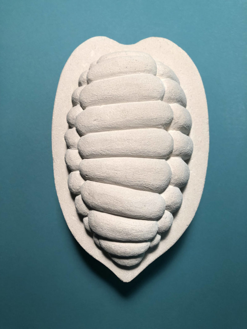 Cocoa Pod, White image