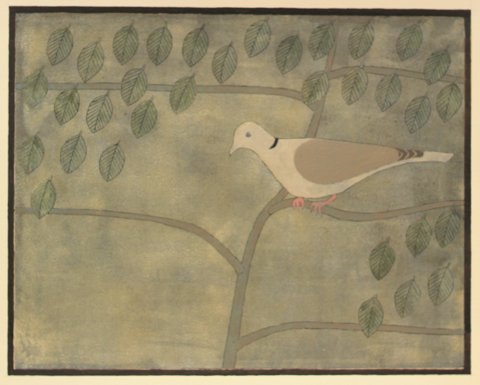 Collar Dove image